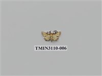 藏品(螟蛾197)的圖片